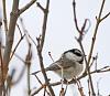 Click image for larger version. 

Name:	deep snow chickadee.jpg 
Views:	1731 
Size:	76.8 KB 
ID:	12578