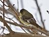Click image for larger version. 

Name:	deep snow goldfinch.jpg 
Views:	1845 
Size:	93.0 KB 
ID:	12579