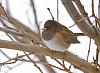 Click image for larger version. 

Name:	deep snow junco2.jpg 
Views:	1658 
Size:	95.1 KB 
ID:	12580