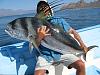 Click image for larger version. 

Name:	Giant Roosterfish.jpg 
Views:	158 
Size:	49.4 KB 
ID:	13127