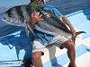 Click image for larger version. 

Name:	Giant Roosterfish 2.jpg 
Views:	147 
Size:	47.7 KB 
ID:	13128