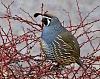 Click image for larger version. 

Name:	quail-on-red-bush3.jpg 
Views:	192 
Size:	21.3 KB 
ID:	13607