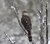 Click image for larger version. 

Name:	sharpshinnedhawk.jpg 
Views:	1722 
Size:	16.9 KB 
ID:	13608