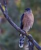 Click image for larger version. 

Name:	sharp-shinned-hawk-11-2017-.jpg 
Views:	1647 
Size:	12.4 KB 
ID:	13609