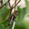 Click image for larger version. 

Name:	rufous-hummer-8-10-17.jpg 
Views:	1629 
Size:	11.2 KB 
ID:	13610