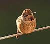 Click image for larger version. 

Name:	annas hummingbird on cable closeup2.jpg 
Views:	2134 
Size:	1.60 MB 
ID:	15039