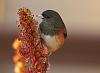 Click image for larger version. 

Name:	dark eyed junco eating seeds from potted plant outside shot.jpg 
Views:	213 
Size:	1.27 MB 
ID:	15040