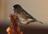 Click image for larger version. 

Name:	dark eyed junco eating seeds from potted plant outside shot2.jpg 
Views:	230 
Size:	1.18 MB 
ID:	15041