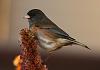Click image for larger version. 

Name:	dark eyed junco eating seeds from potted plant outside shot2.jpg 
Views:	2175 
Size:	1.18 MB 
ID:	15041