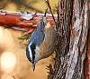 Click image for larger version. 

Name:	red-breasted nuthatch in juniper tree2.jpg 
Views:	206 
Size:	1.30 MB 
ID:	15043