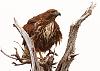 Click image for larger version. 

Name:	nov 2019 fluffing her feathers.jpg 
Views:	2152 
Size:	1.08 MB 
ID:	15156