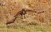 Click image for larger version. 

Name:	nov 2019 taking off from ground.jpg 
Views:	2178 
Size:	1.99 MB 
ID:	15158