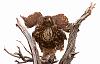 Click image for larger version. 

Name:	nov 2019 landing in juniper.jpg 
Views:	2214 
Size:	852.0 KB 
ID:	15159