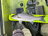 Click image for larger version. 

Name:	striped bass (1 of 4).png 
Views:	466 
Size:	3.00 MB 
ID:	16496