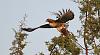 Click image for larger version. 

Name:	red tailed hawk taking off with something in talons.jpg 
Views:	1680 
Size:	1.42 MB 
ID:	17041