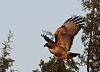 Click image for larger version. 

Name:	red tailed hawk wings out.jpg 
Views:	115 
Size:	1.52 MB 
ID:	17042