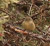 Click image for larger version. 

Name:	ruby crowned kinglet 3 2020.jpg 
Views:	92 
Size:	1.39 MB 
ID:	17600