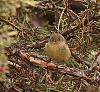 Click image for larger version. 

Name:	ruby crowned kinglet 3 2020.jpg 
Views:	1619 
Size:	1.39 MB 
ID:	17600