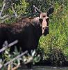 Click image for larger version. 

Name:	moose cow closeup.jpg 
Views:	153 
Size:	1.02 MB 
ID:	19338