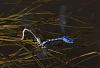 Click image for larger version. 

Name:	common blue damselflies mating.jpg 
Views:	163 
Size:	513.3 KB 
ID:	19339