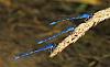 Click image for larger version. 

Name:	common blue damselflies.jpg 
Views:	160 
Size:	574.4 KB 
ID:	19340