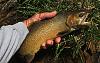 Click image for larger version. 

Name:	fine spotted cutthroat.jpg 
Views:	87 
Size:	1.21 MB 
ID:	19347