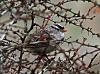 Click image for larger version. 

Name:	white crowned sparrow in thorn bush.jpg 
Views:	77 
Size:	784.1 KB 
ID:	19820