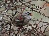 Click image for larger version. 

Name:	white crowned sparrow in thorn bush.jpg 
Views:	1034 
Size:	784.1 KB 
ID:	19820