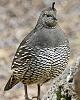 Click image for larger version. 

Name:	female closeup.jpg 
Views:	1035 
Size:	882.2 KB 
ID:	19821