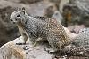 Click image for larger version. 

Name:	calif ground squirrel.jpg 
Views:	73 
Size:	790.4 KB 
ID:	19822