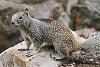 Click image for larger version. 

Name:	calif ground squirrel.jpg 
Views:	67 
Size:	790.4 KB 
ID:	19822