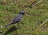 Click image for larger version. 

Name:	yellow throated warbler little abaco 2024.jpg 
Views:	946 
Size:	817.5 KB 
ID:	19919