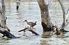 Click image for larger version. 

Name:	clapper rail little abaco april 2024.jpg 
Views:	942 
Size:	671.1 KB 
ID:	19920