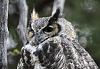 Click image for larger version. 

Name:	one eye open in ghost juniper tree 2024.jpg 
Views:	1446 
Size:	521.0 KB 
ID:	20111