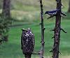 Click image for larger version. 

Name:	standoff with scrubjay.jpg 
Views:	1290 
Size:	638.7 KB 
ID:	20129