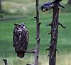 Click image for larger version. 

Name:	standoff with scrubjay 2.jpg 
Views:	1287 
Size:	609.0 KB 
ID:	20130