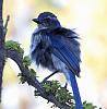 Click image for larger version. 

Name:	scrub jay fluufy 2025.jpg 
Views:	68 
Size:	578.5 KB 
ID:	20653