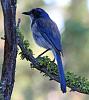 Click image for larger version. 

Name:	scrub jay 2025.jpg 
Views:	46 
Size:	646.6 KB 
ID:	20656