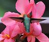 Click image for larger version. 

Name:	annas back view on pink flower 2025.jpg 
Views:	31 
Size:	797.0 KB 
ID:	20726