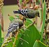 Click image for larger version. 

Name:	feeding on liatris blossoms 2025.jpg 
Views:	11 
Size:	845.6 KB 
ID:	20784