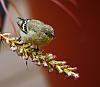 Click image for larger version. 

Name:	feeding on liatris blossoms 2025 c.jpg 
Views:	12 
Size:	806.3 KB 
ID:	20785