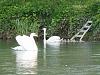 Click image for larger version. 

Name:	Pair of Swan w signets.jpg 
Views:	338 
Size:	61.0 KB 
ID:	2994