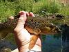 Click image for larger version. 

Name:	brownie cabin sculpin.jpg 
Views:	165 
Size:	94.5 KB 
ID:	3949