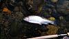 Click image for larger version. 

Name:	feather steelhead 1.jpg 
Views:	506 
Size:	88.6 KB 
ID:	5183