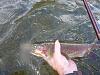 Click image for larger version. 

Name:	Hat Creek Trout.jpg 
Views:	173 
Size:	94.4 KB 
ID:	8905