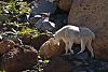 Click image for larger version. 

Name:	mtn goat ram7.jpg 
Views:	273 
Size:	101.3 KB 
ID:	14269