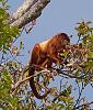 Click image for larger version. 

Name:	red howler monkeys13resized.jpg 
Views:	208 
Size:	103.0 KB 
ID:	11656