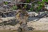 Click image for larger version. 

Name:	black caiman eating stingray.jpg 
Views:	245 
Size:	102.5 KB 
ID:	11643