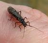 Click image for larger version. 

Name:	Small Brown Stonefly.jpg 
Views:	279 
Size:	10.3 KB 
ID:	6831