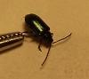 Click image for larger version. 

Name:	Metallic Beetle.jpg 
Views:	264 
Size:	8.0 KB 
ID:	6834